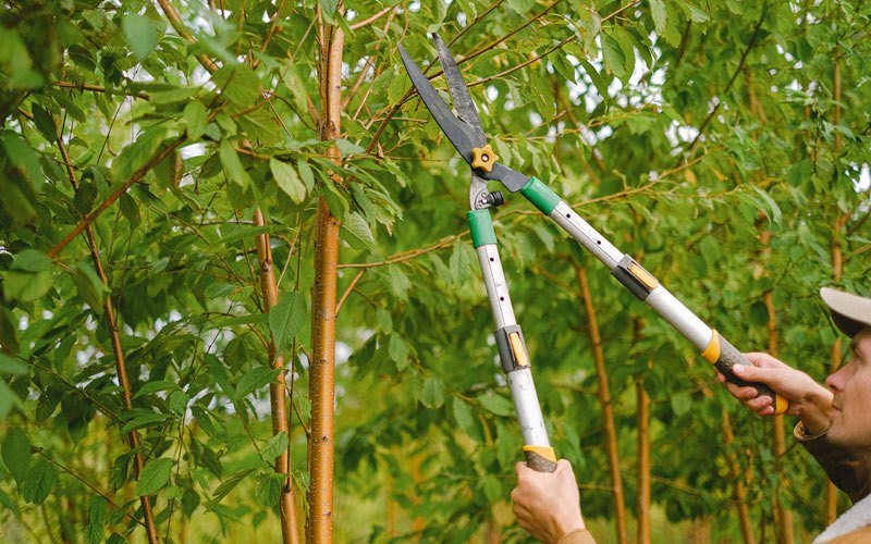 Tree trimming in Pipestem, WV