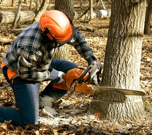 Tree Removal in Pipestem, WV